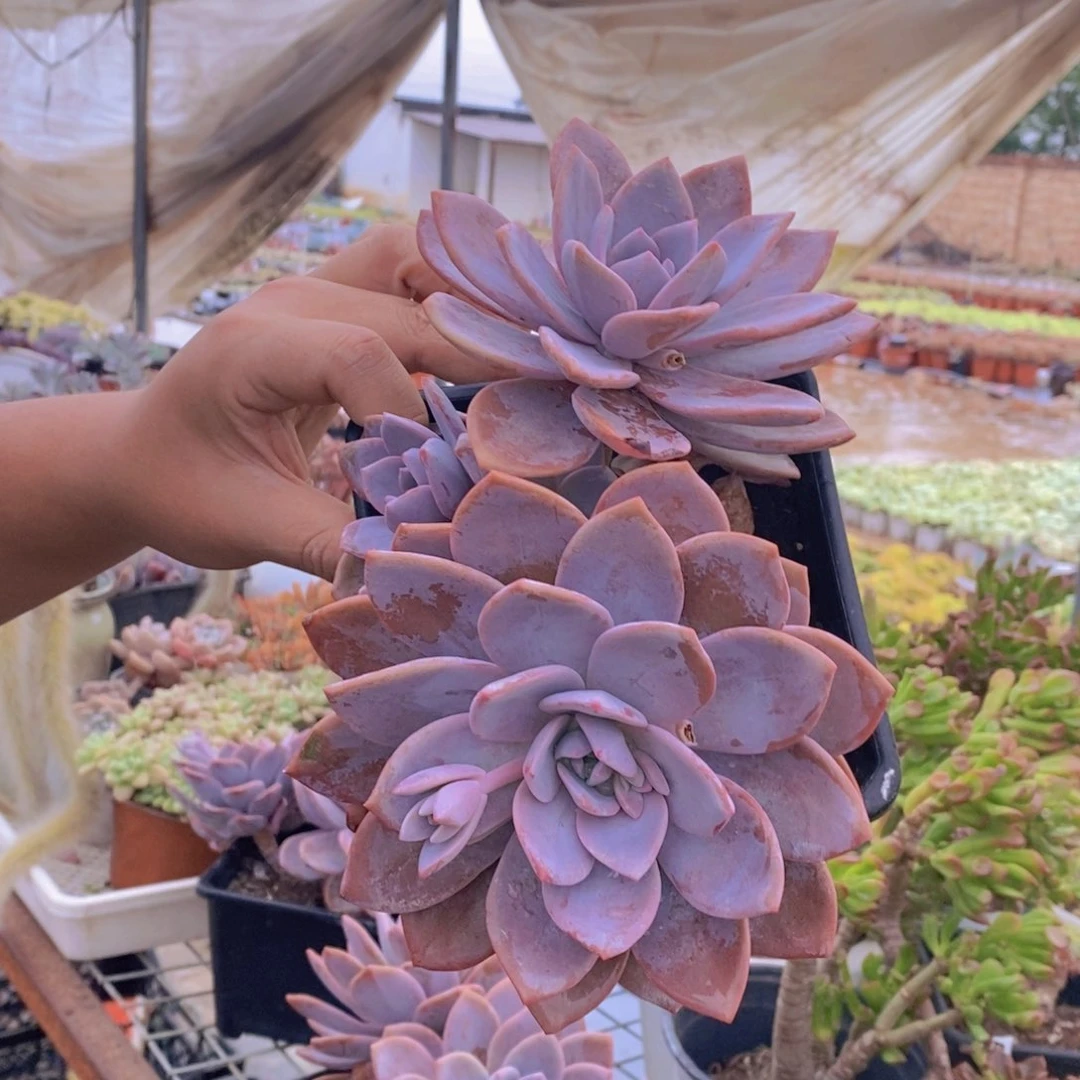 红茶大双头起发老桩