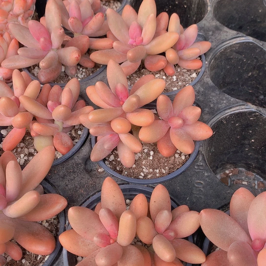 糖果美人4567889900000