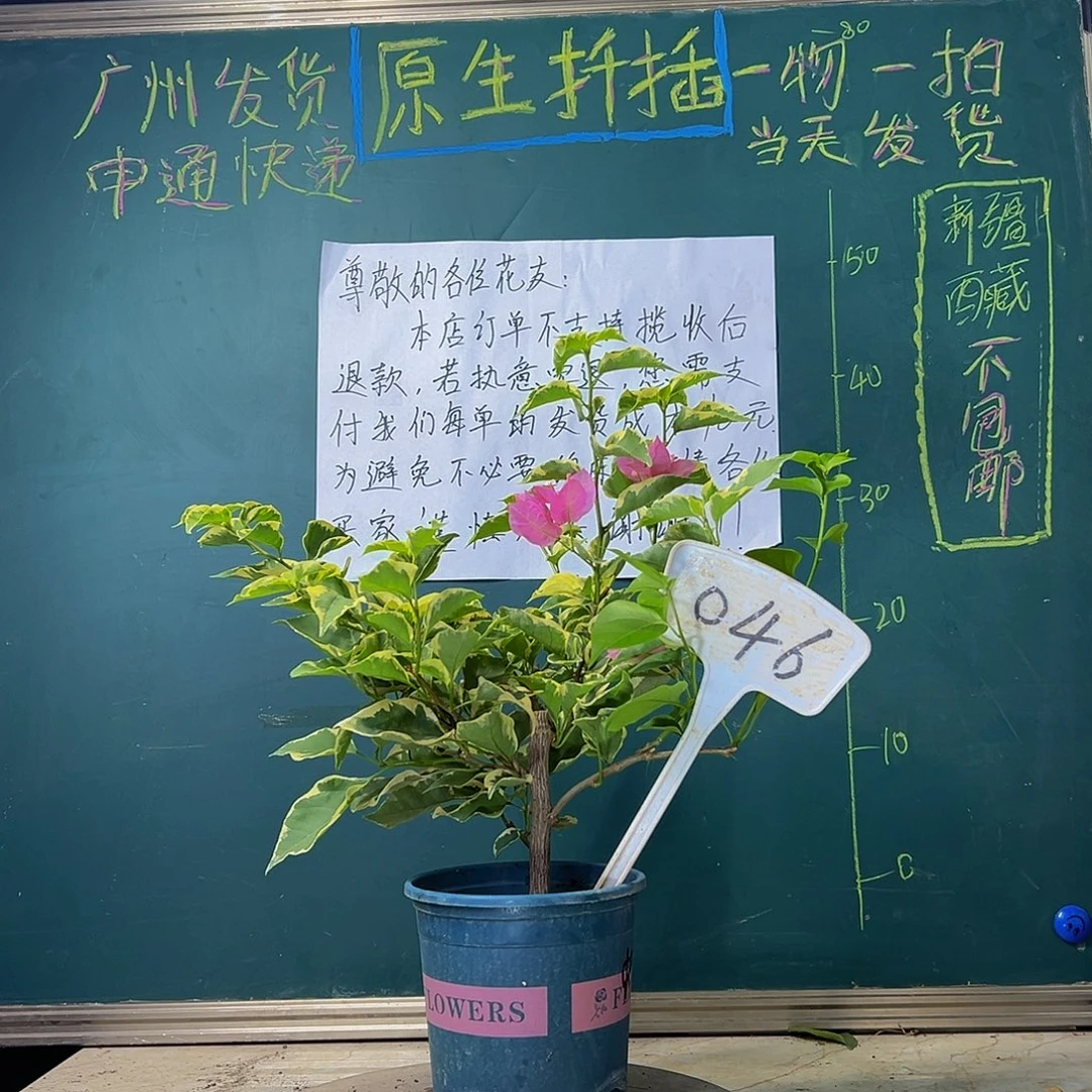 当前无花栽培后可以开花 蜡染粉 046