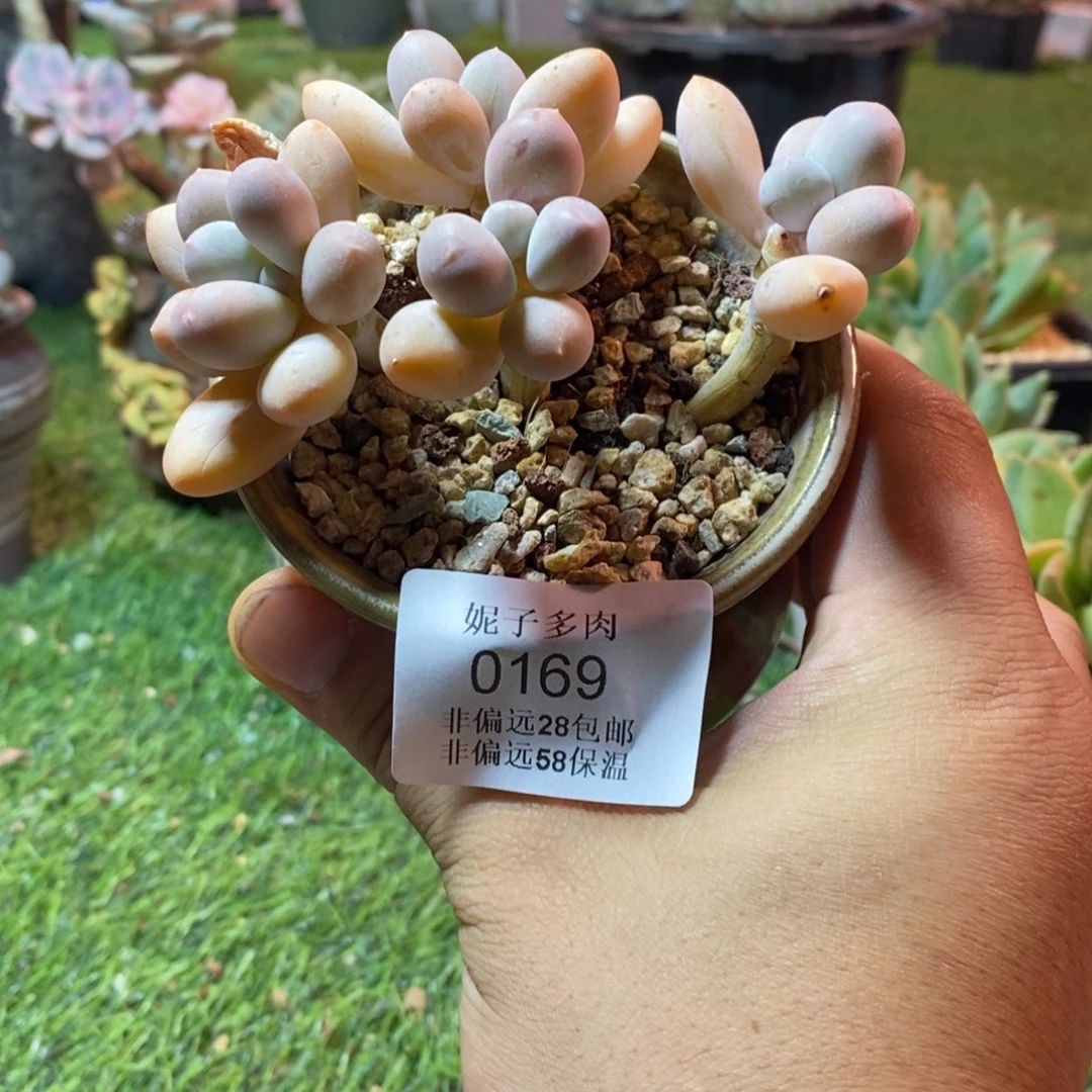 0169啊啊啊啊啊啊啊啊啊