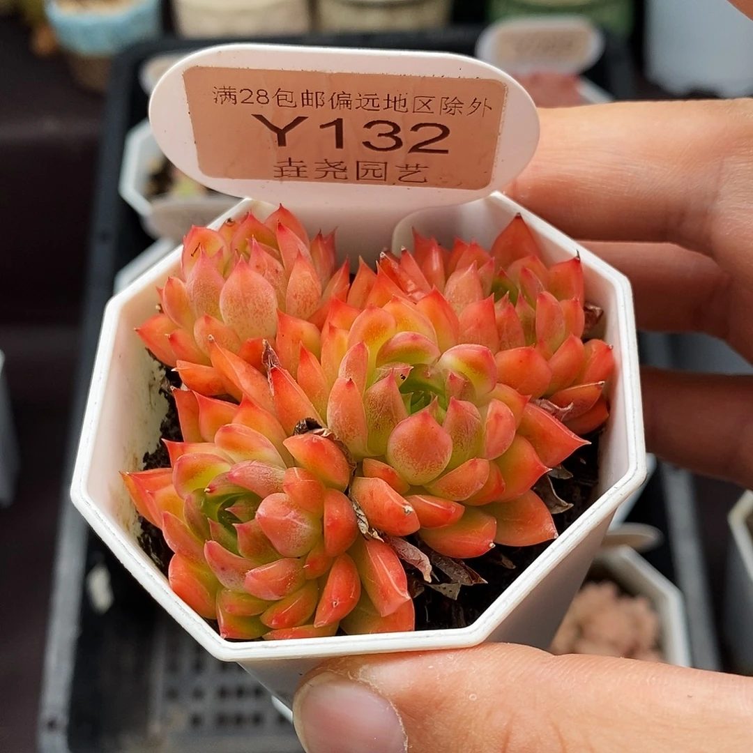 0132 安吉拉 6cm