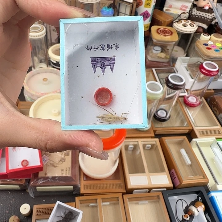 小***钱蟋蟀柬埔寨竹蛉一只
