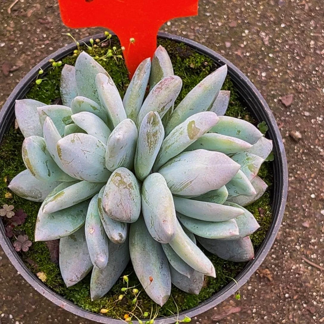 3016号上午多肉植物群生多肉