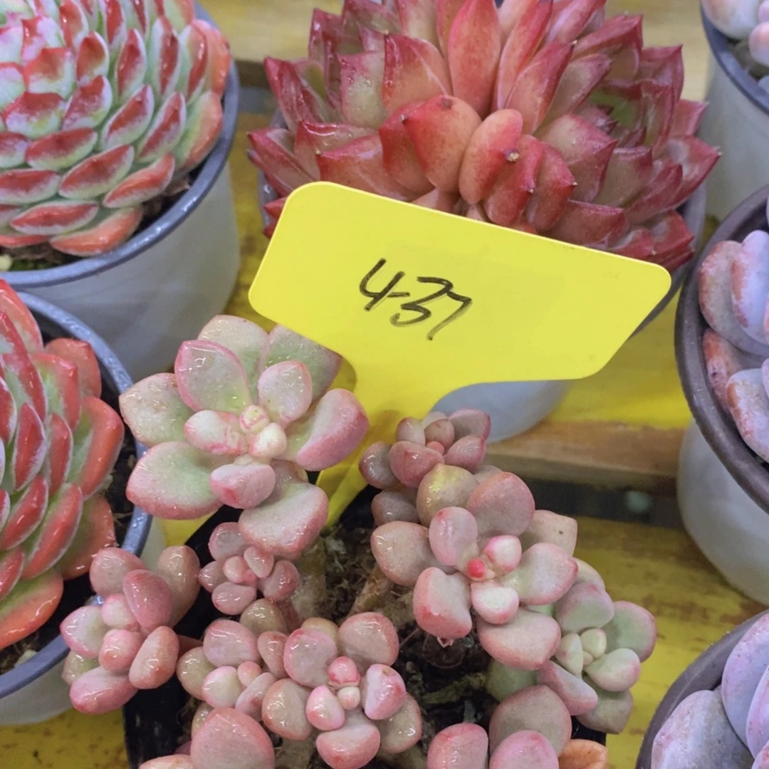 开心多肉，破价专场，不对比价格，不统计