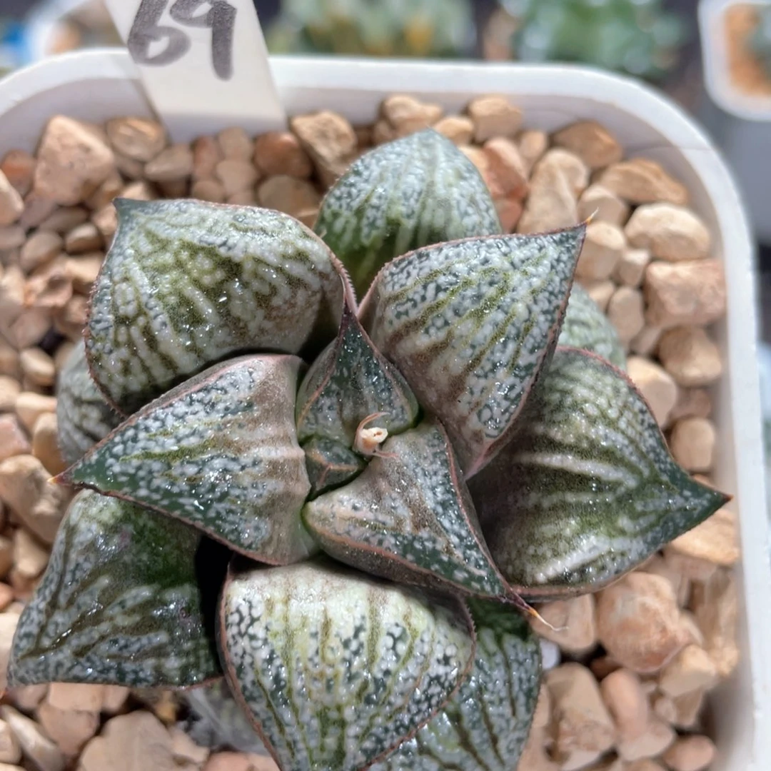 69花魁。