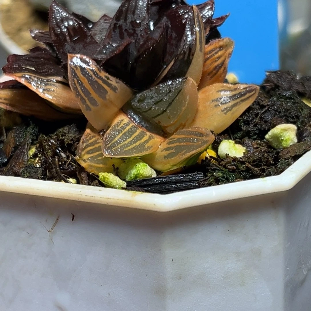 恭喜发财大吉大利778