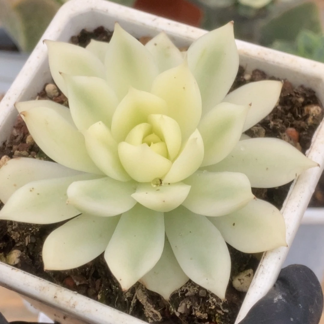 346加勒比海蓝锦锦锦锦锦