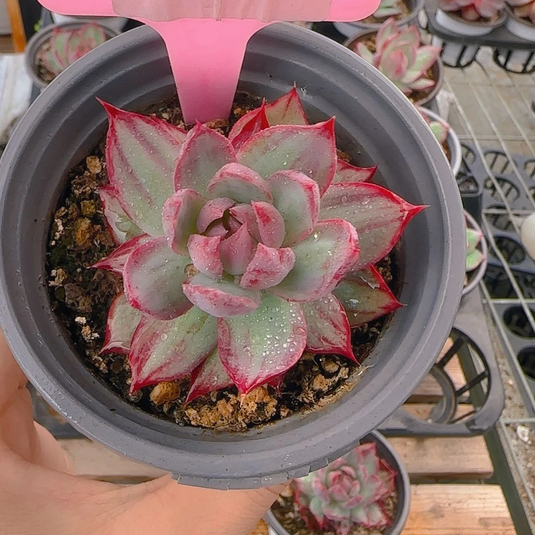 雨**晴M1 惊鸿仙子多肉