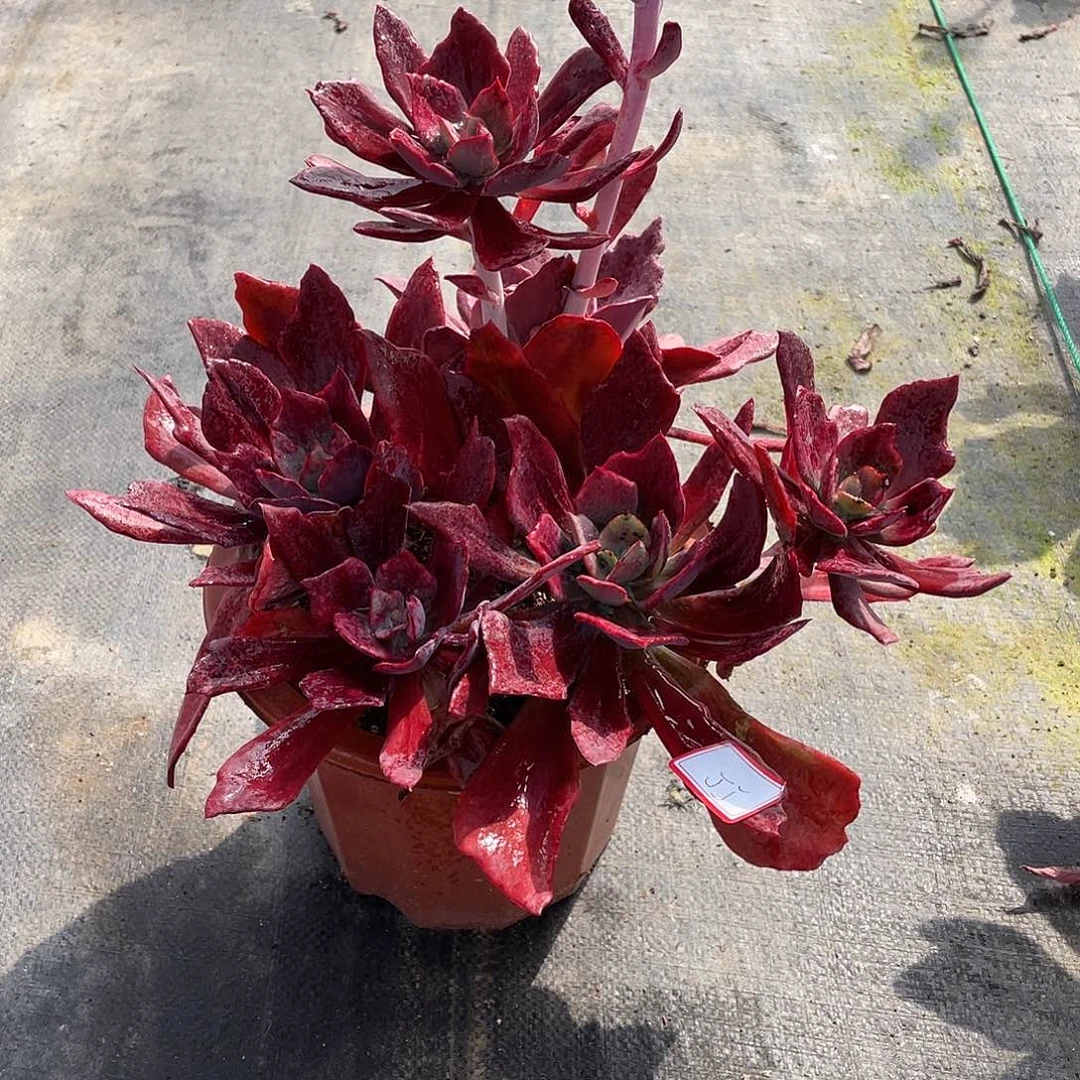 丁***丁钻石锦多肉植物群