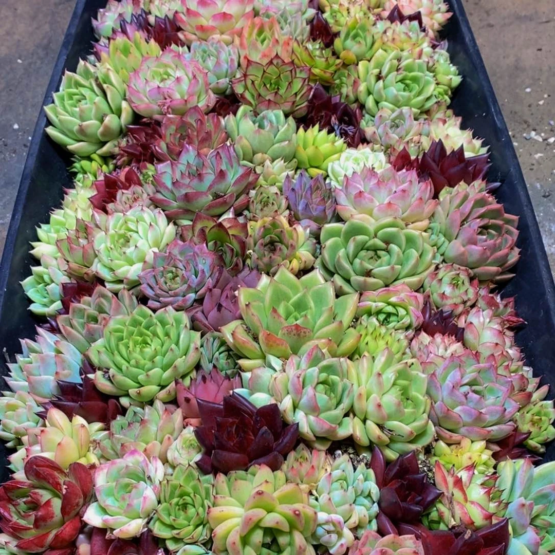 356点前一天嗯嗯？你的