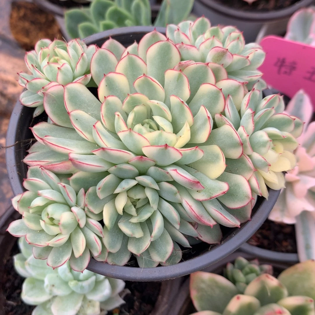 手捧梦幻姐姐姐姐姐姐姐姐