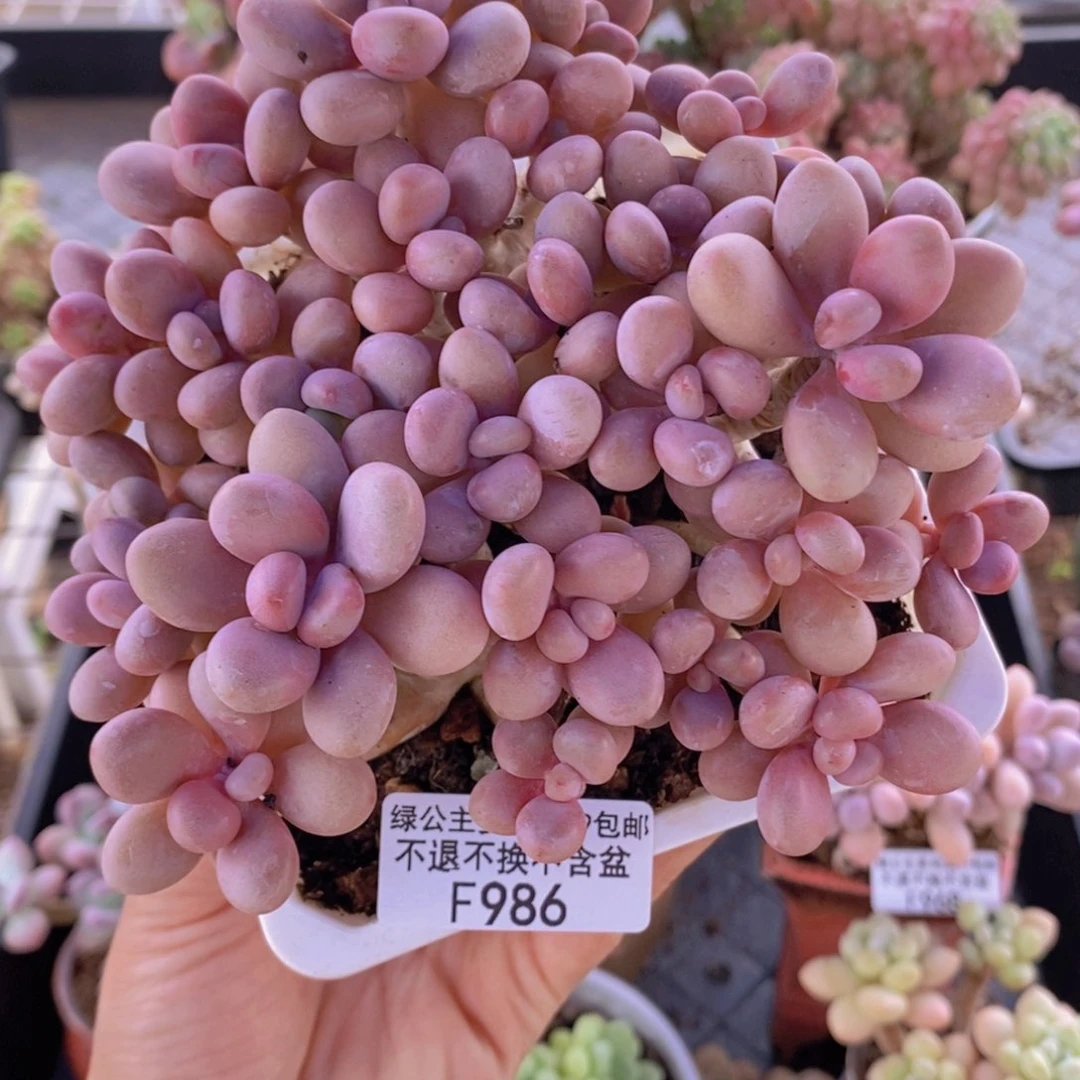 糖果桃蛋老桩有掉叶13cm986多肉植物