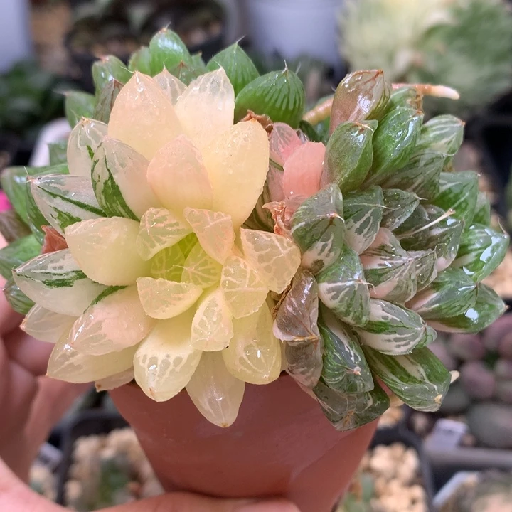 苏州玉露锦daeroutninlo