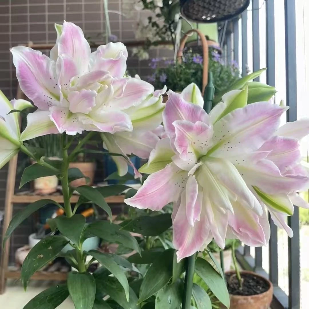 水中骑士1颗《重瓣香水百合》栽培阳台庭院带来美好的居家感受