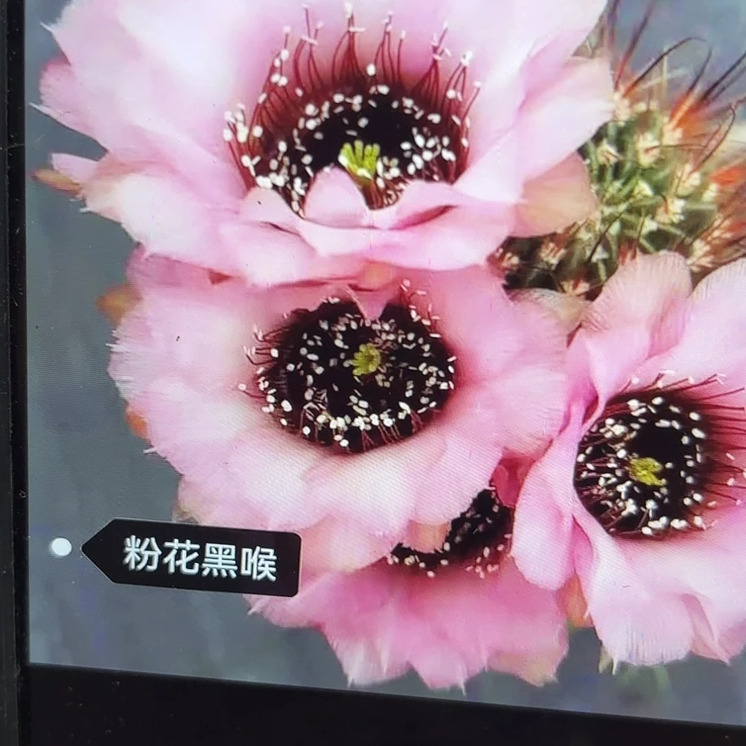 粉黑喉侧牙20包邮瑕疵38