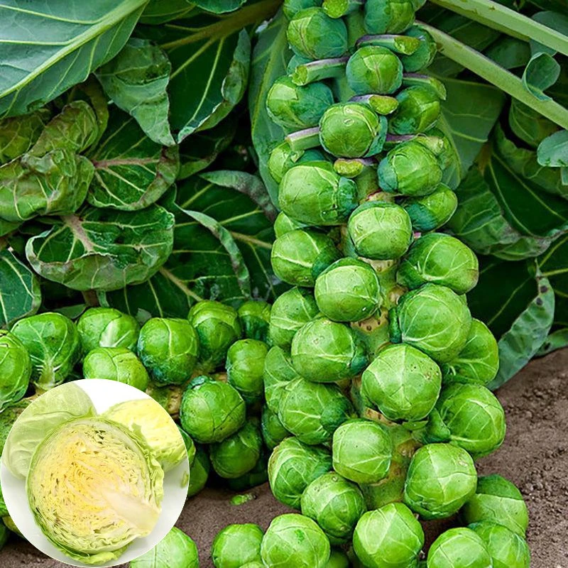 【孢子甘蓝种子】抱子甘蓝菜种子苗蔬菜种籽四季小包菜种子卷心蔬菜