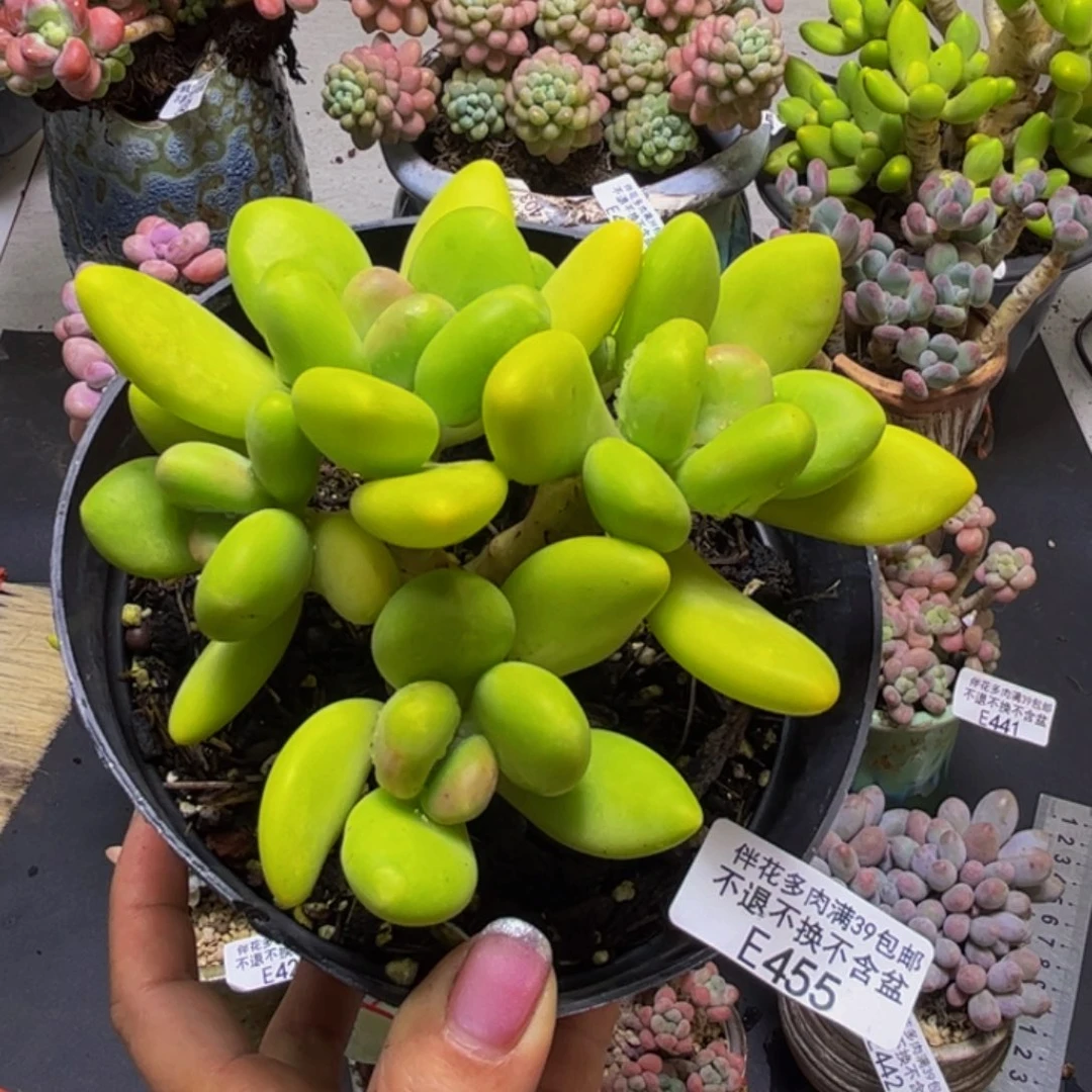 芒果奶酪456/10cm多肉