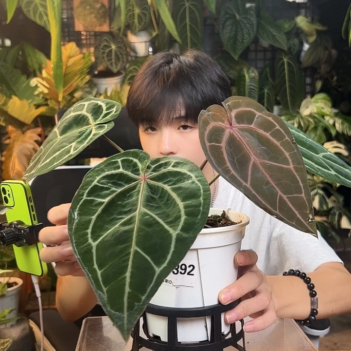 完全开放一物一拍zara杂米歇尔