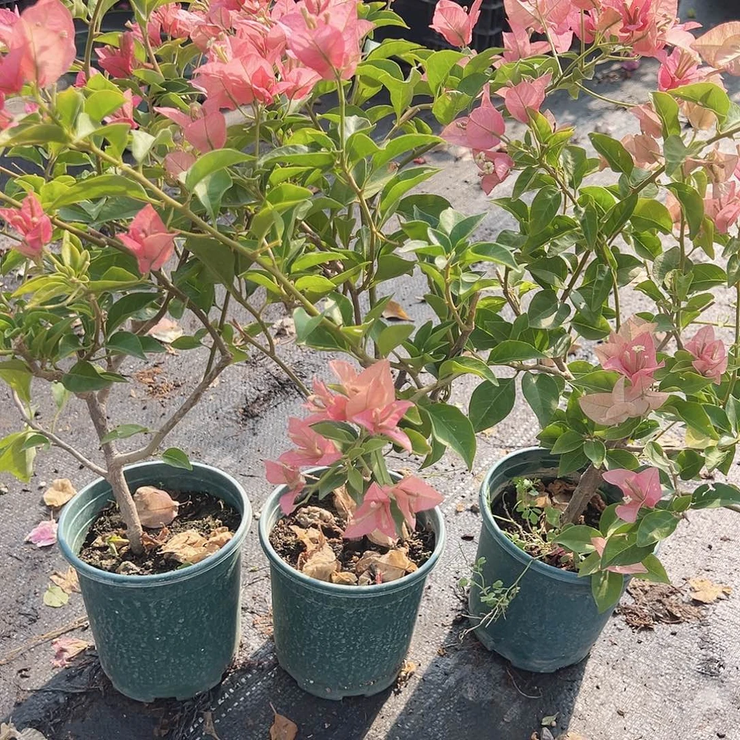 大部分花苞少量开放卡亚塔掌中宝一棵