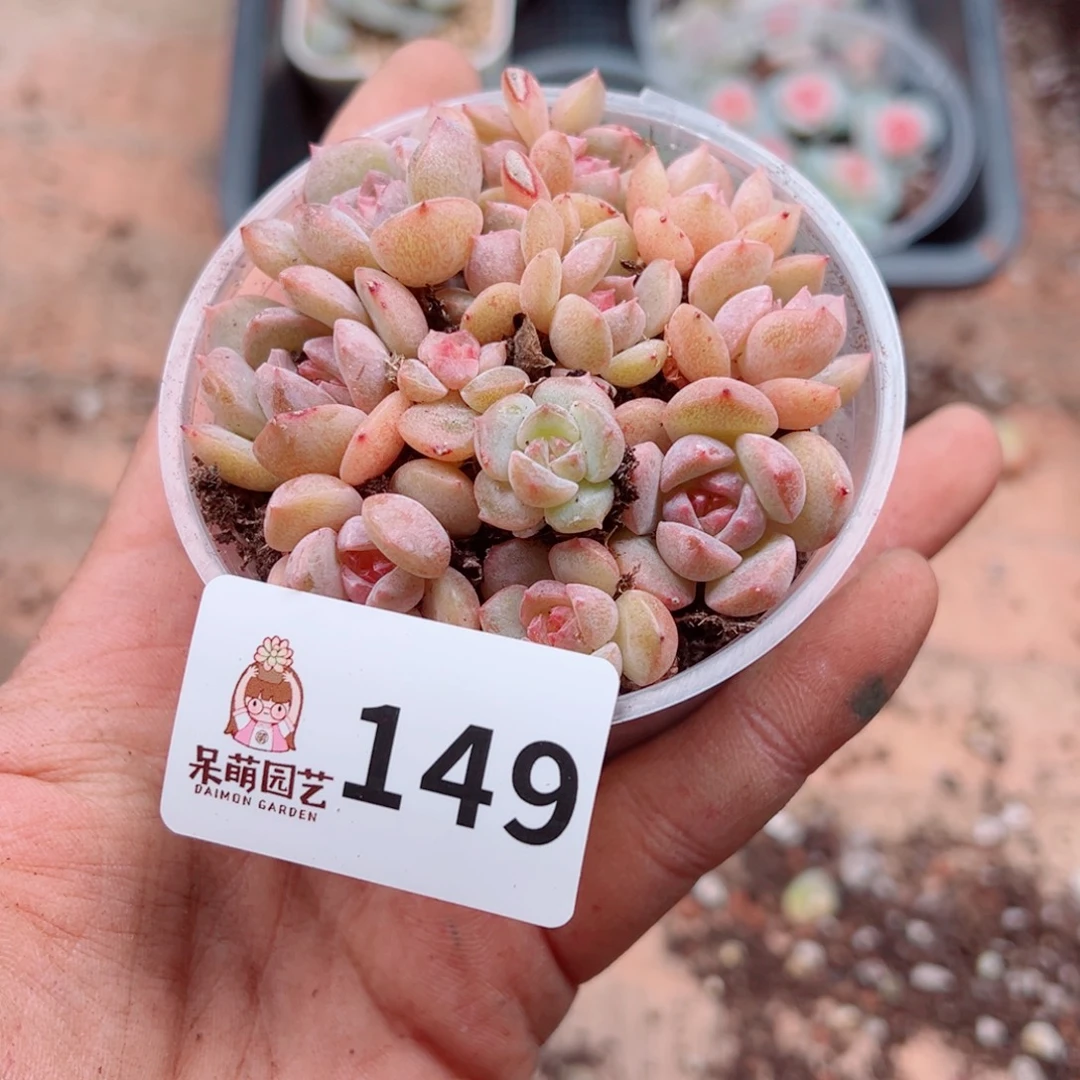 多肉植物多肉植物