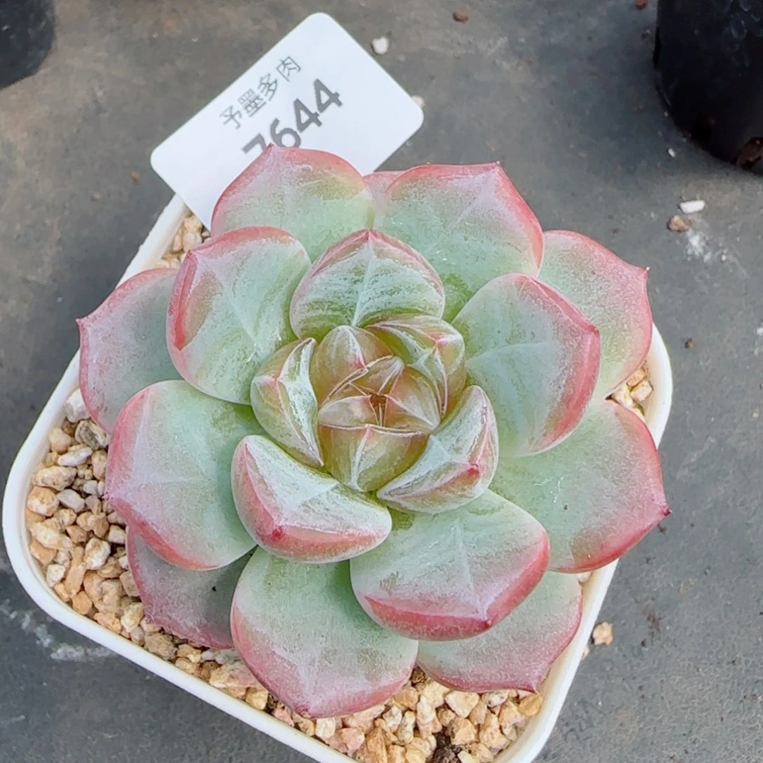紫雾，7644多肉植物