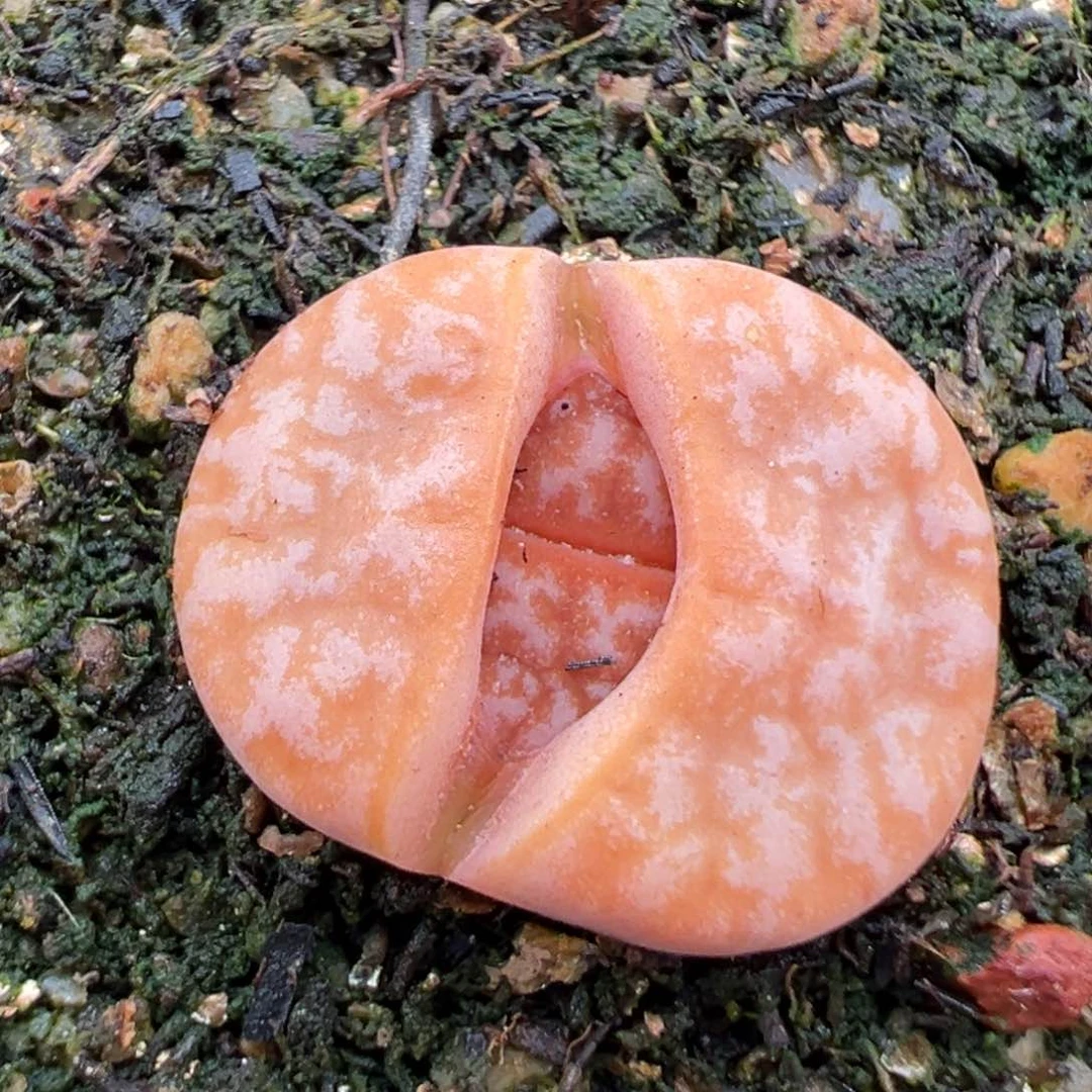 2.7好看的多肉866