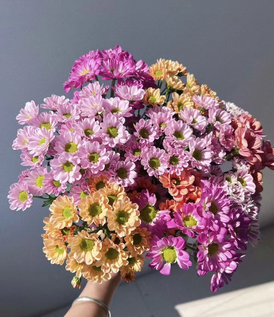 小雏菊批发鲜花随机搭配直发