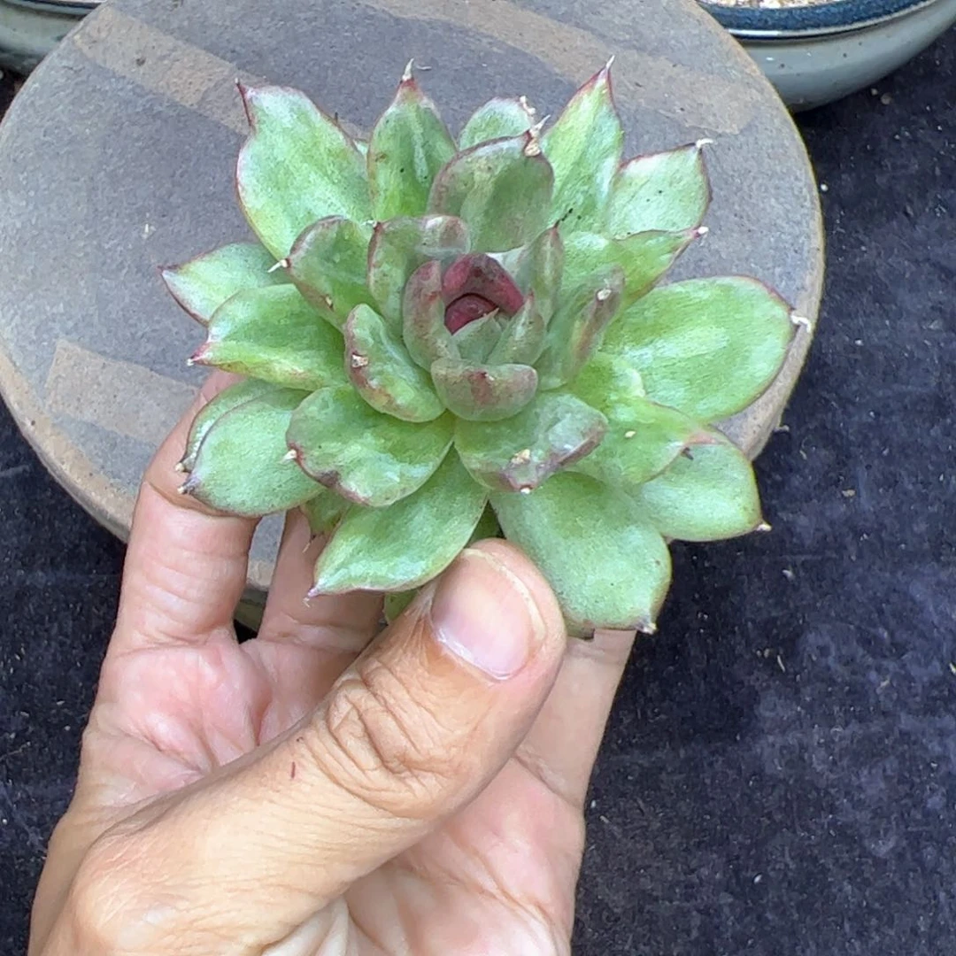 东云拉丝锦，多肉植物