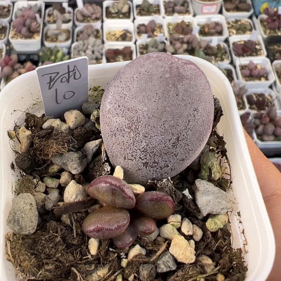 球球紫蛋多肉植物水泡