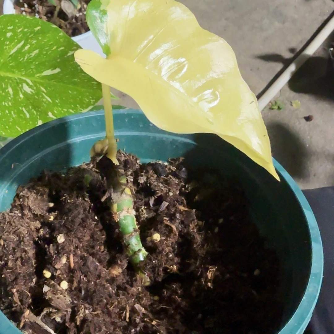 全部花朵北****悦龟背竹植物一物一拍