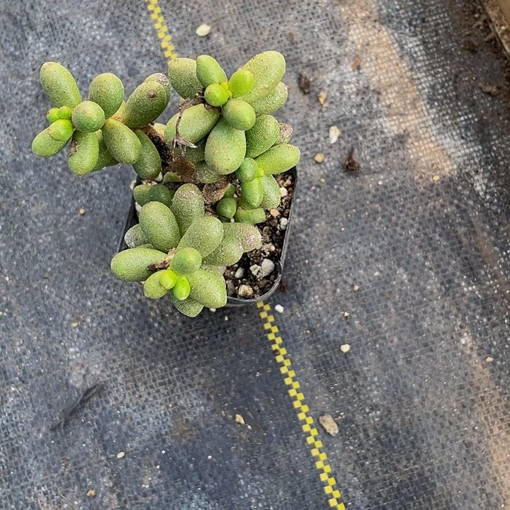 绿龟卵带盆土发货