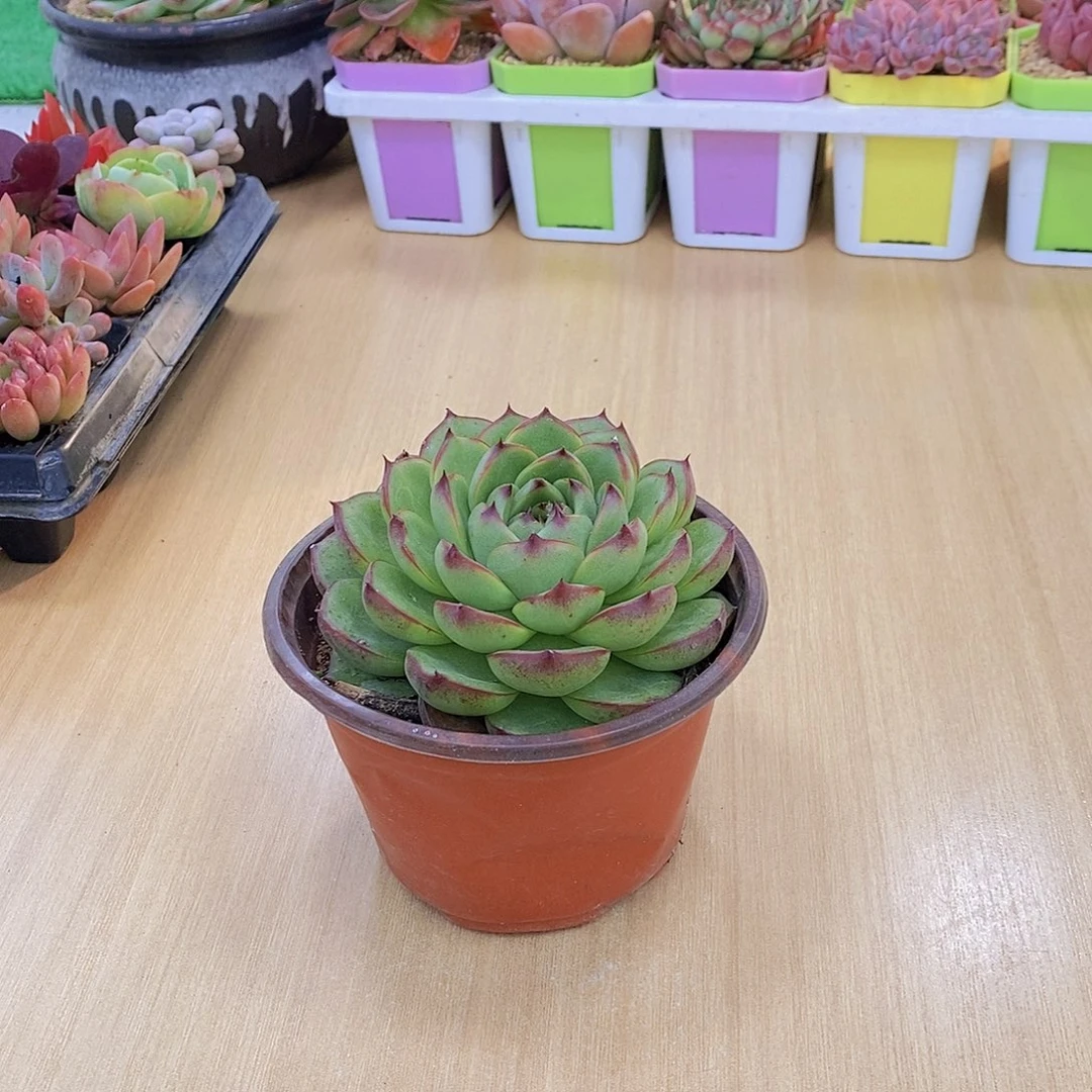 无花朵多肉植物月亮石110