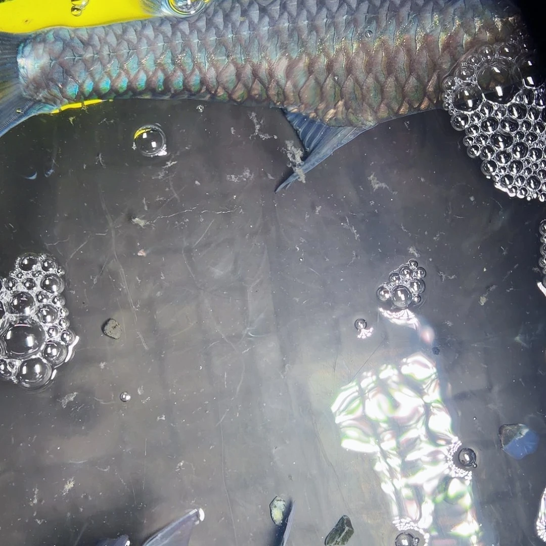 海水鱼缅史异口吉罗