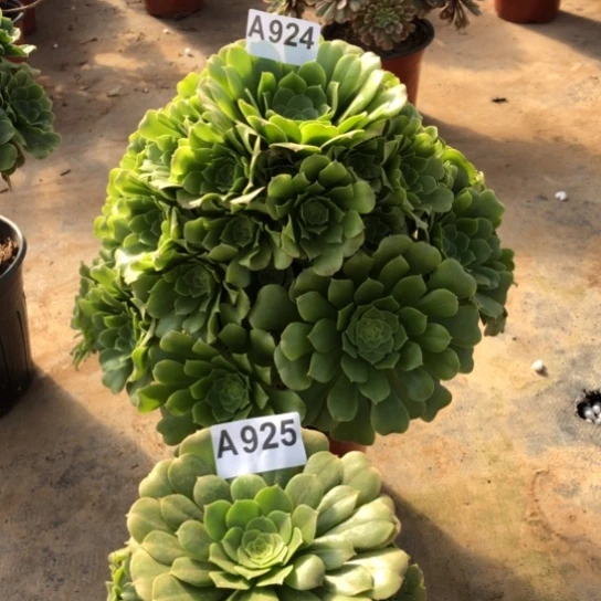 法师多肉植物꧁**꧂法师924.925