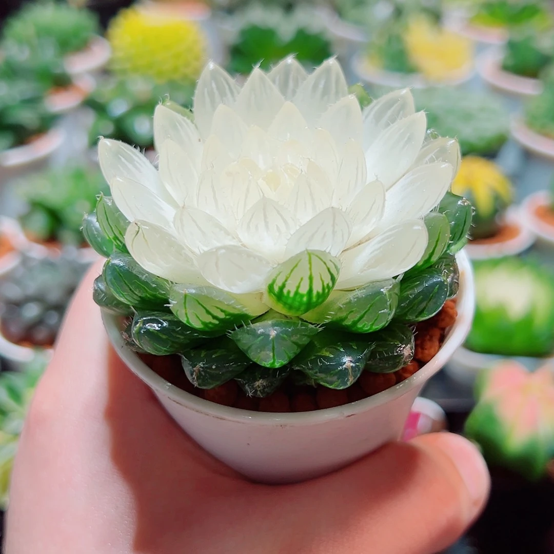 宝莲灯多肉多肉多肉多肉