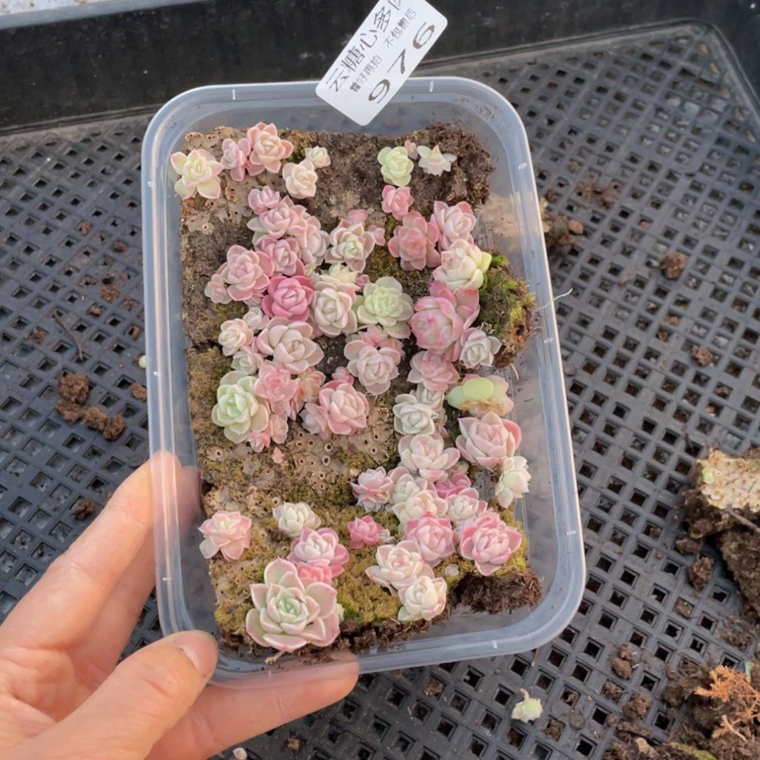 云糖心多肉植物976