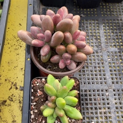 无花朵直播间1颗糖果1颗芒果