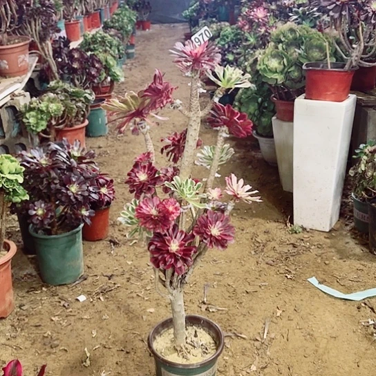 970嫁接老桩法师