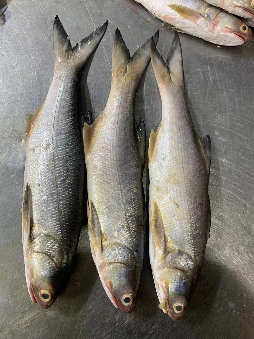 湛江野生马友鱼 天然午鱼 顺丰发货