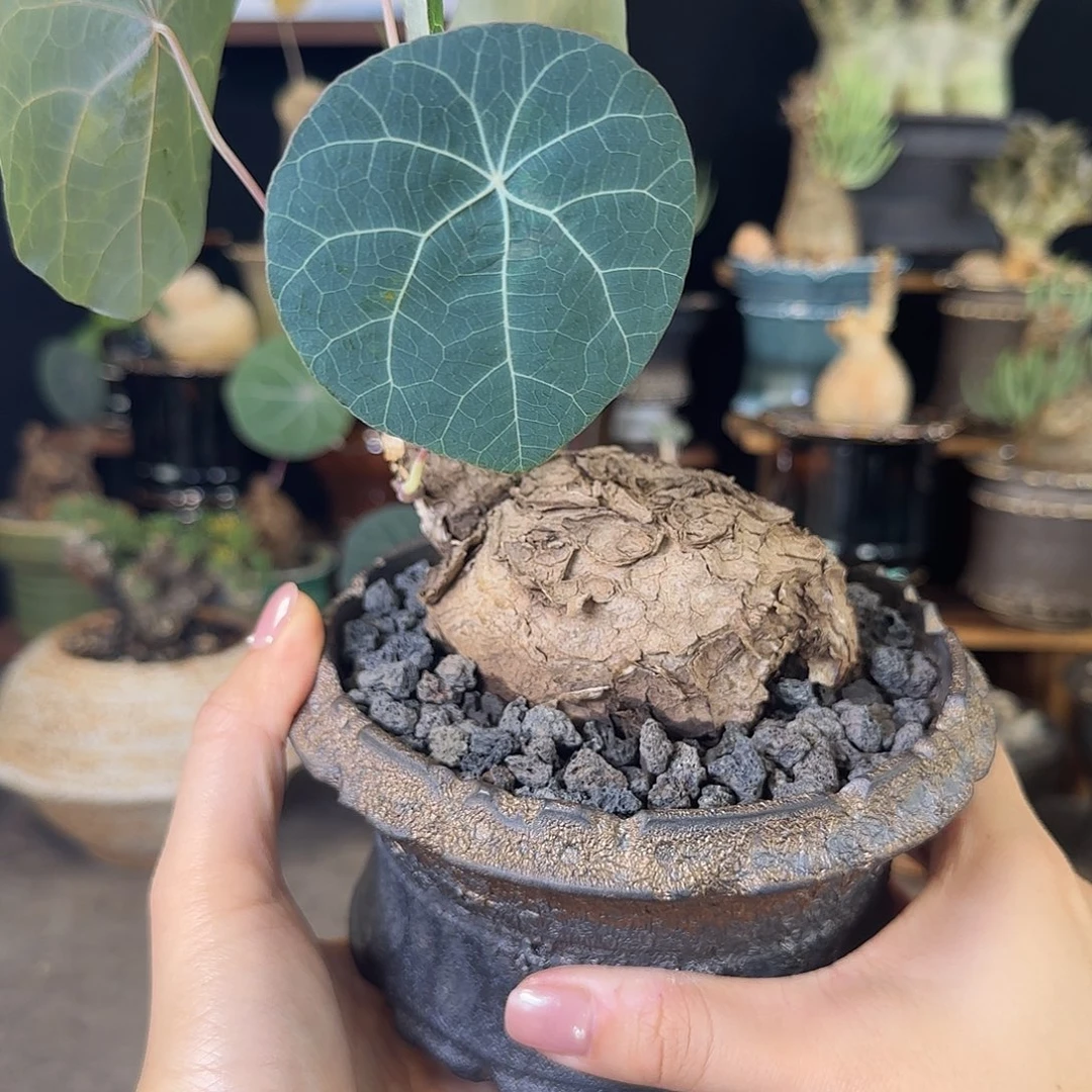 一物一拍老家一叶龟乌龟造型18