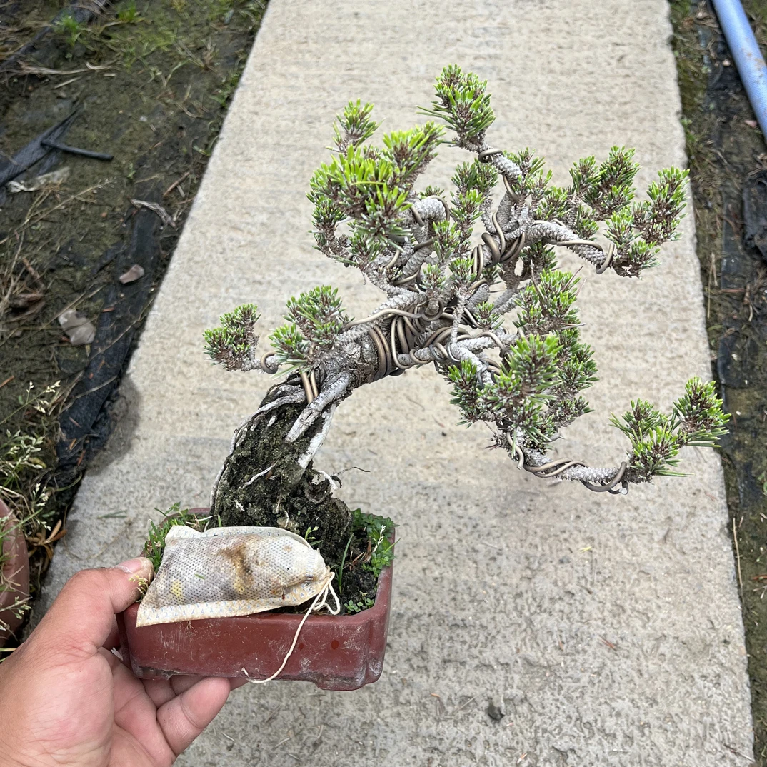 黄杨盆景松树盆景真柏盆景黑松盆景大阪松盆栽阳台黄金真柏