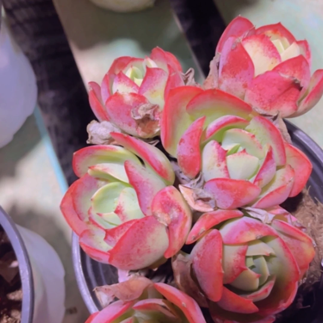 【闪购商品】克莉丝汀16325