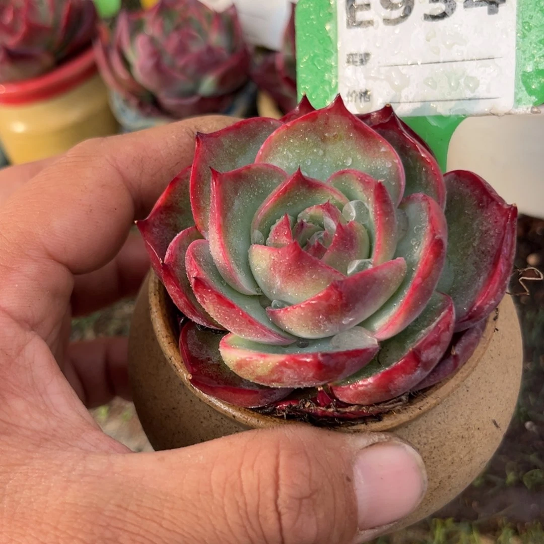 惊鸿一瞥934好多肉