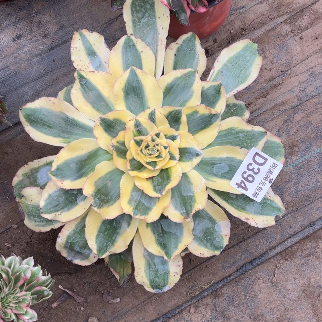 394多肉植物王妃法师