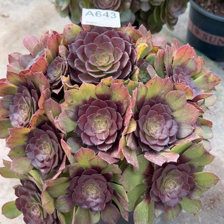 643桃花石25厘米左右