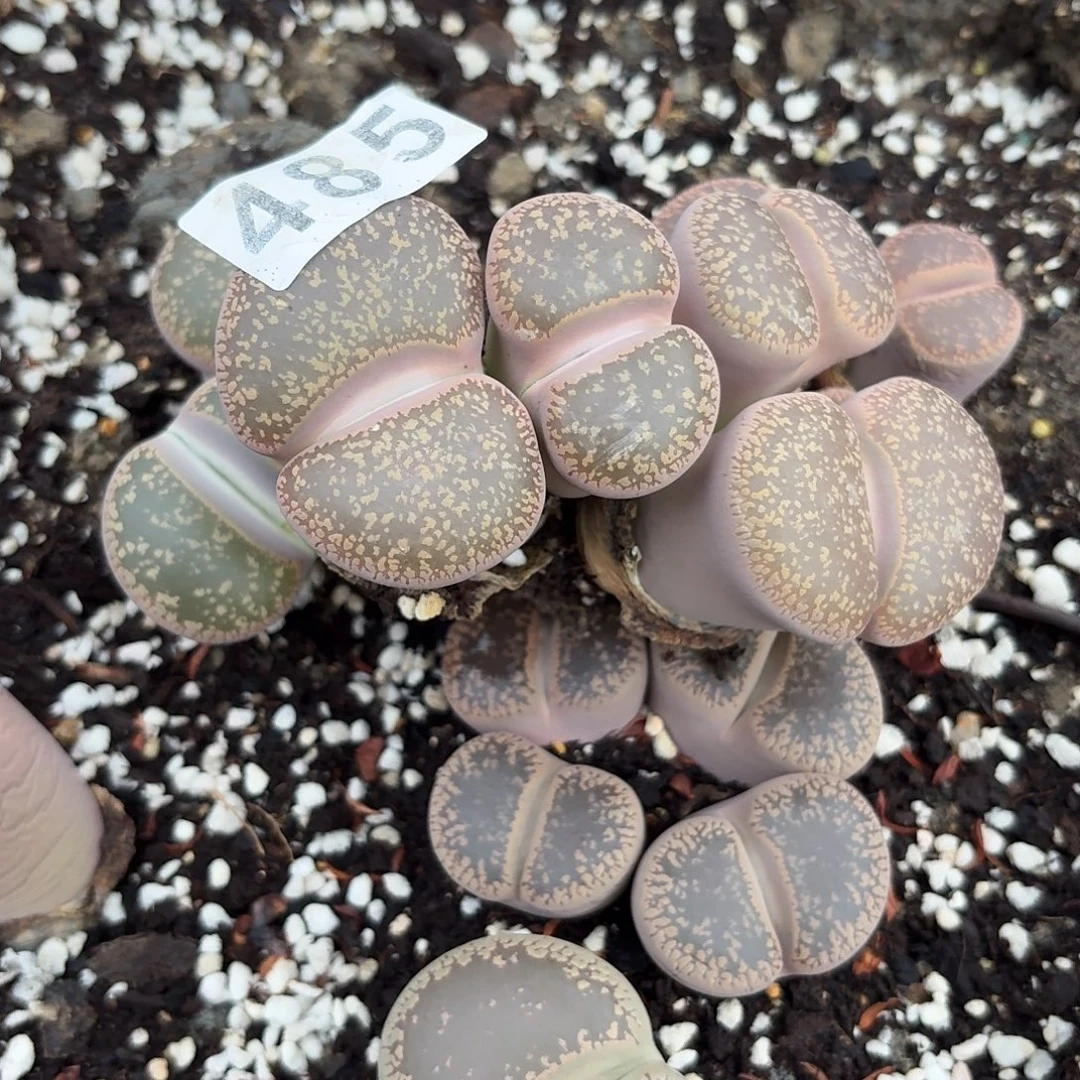 忆***9生石花一物一拍485
