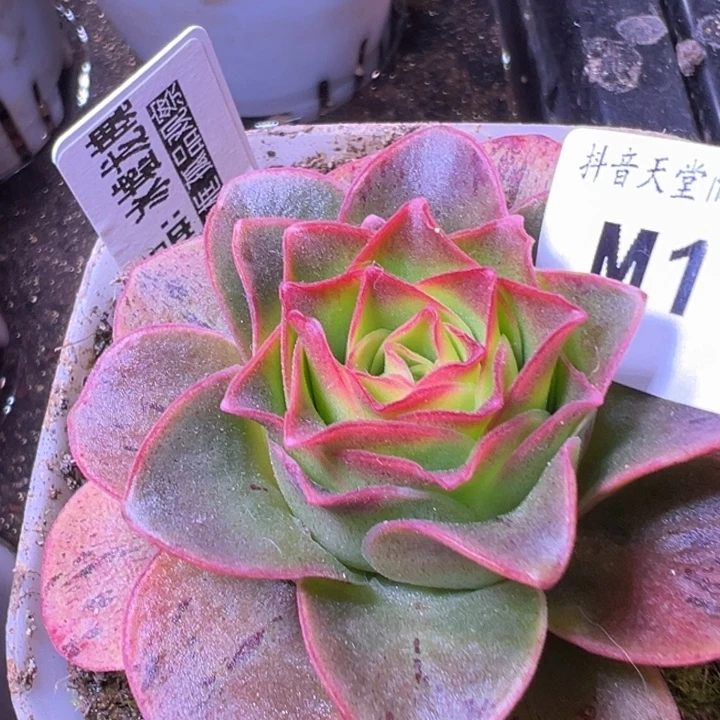 苗苗冰龙多肉植物115