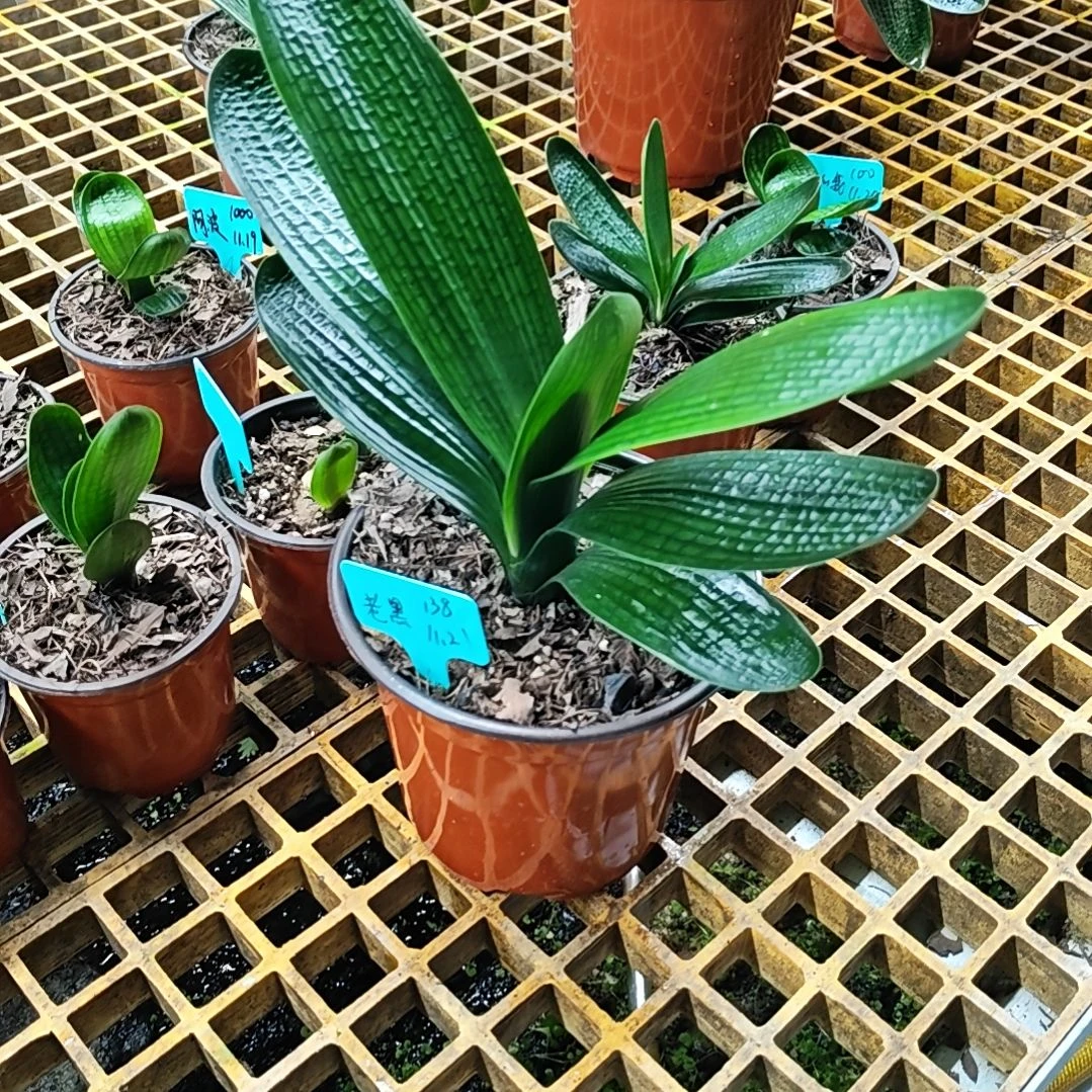 完全开放君子兰精品两年