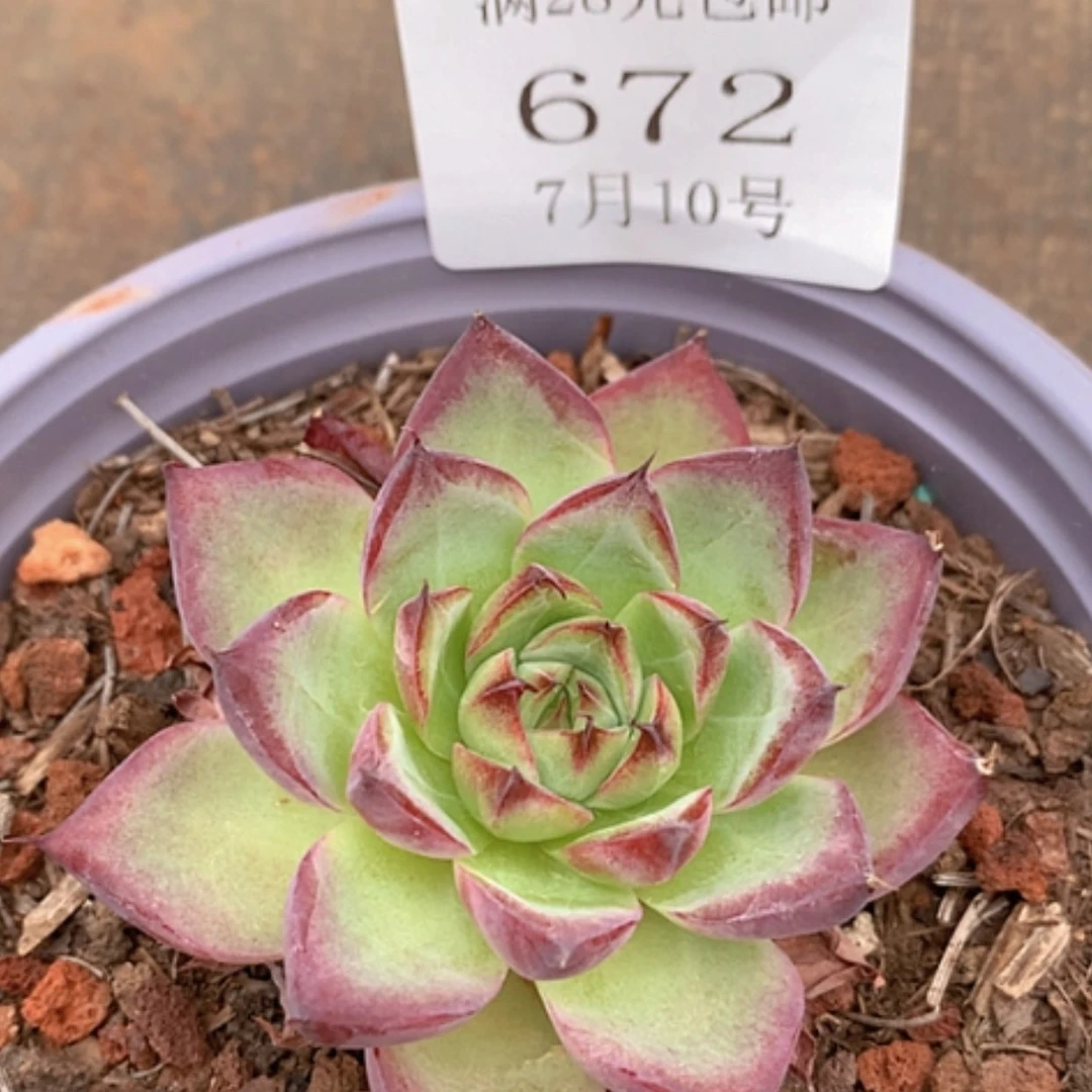 【闪购商品】云672号