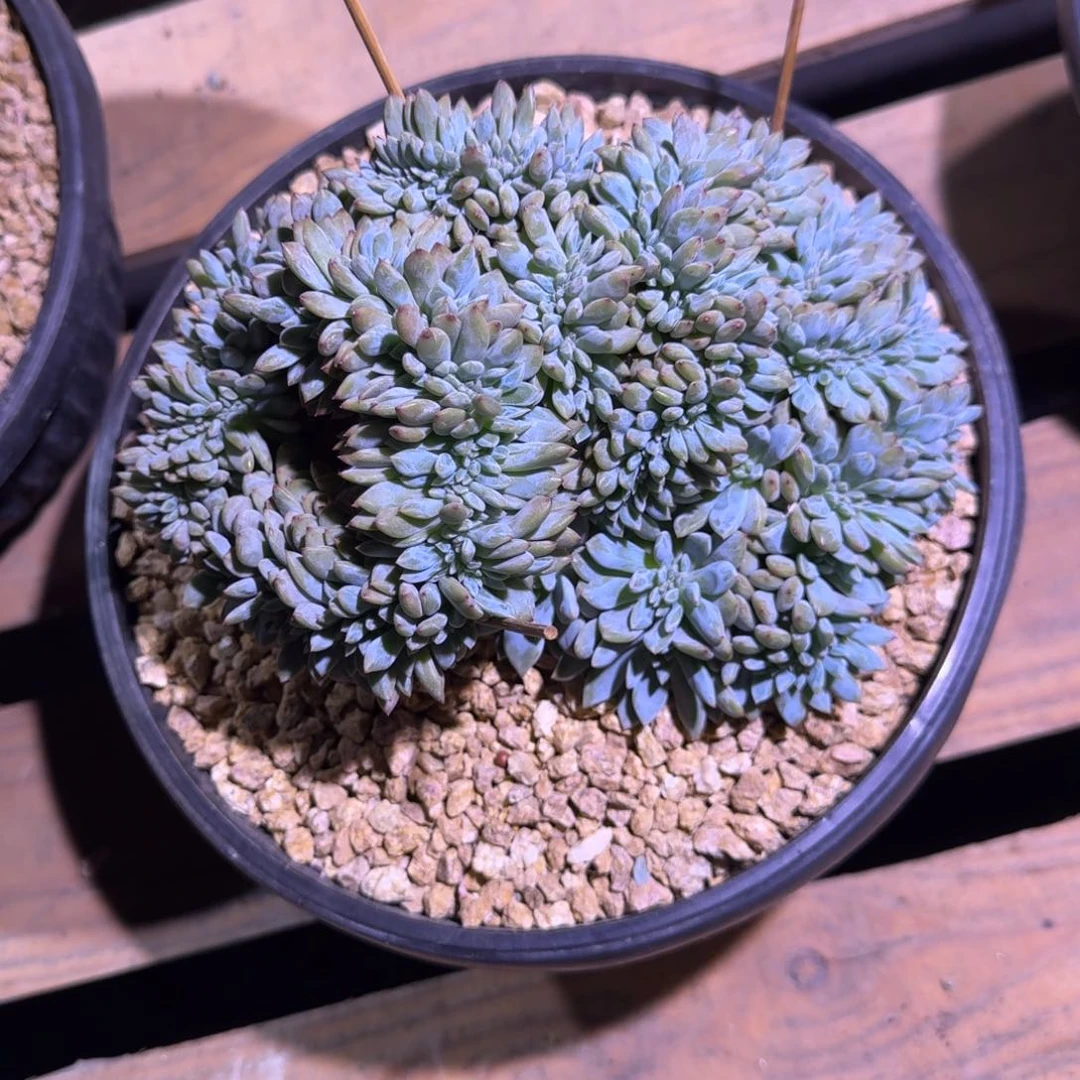 星影缀化无砍多肉